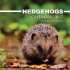 Hedgehogs Calendar 2017 - 16 Month Calendar (Paperback) - David Mann Photo