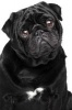 Precious Black Pug Dog Journal - 150 Page Lined Notebook/Diary (Paperback) - Cs Creations Photo