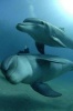 Dolphins in the Red Sea Journal - 150 Page Lined Notebook/Diary (Paperback) - Cool Image Photo