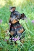 Adorable Miniature Pinscher Puppy Dog Journal - 150 Page Lined Notebook/Diary (Paperback) - Cs Creations Photo