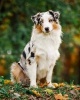 Australian Shepherd -  Journal/Notebook/Diary, 8 by 10 and 160 Pages (Paperback) - Artified Pets Photo