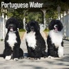 Portuguese Water Dog Calendar 2017 (Calendar) - Avonside Publishing Ltd Photo