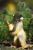 Curious Squirrel Monkey Journal - 150 Page Lined Notebook/Diary (Paperback) - Cool Image Photo