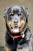 Happy Rottweiler Dog Journal - 150 Page Lined Notebook/Diary (Paperback) - Cool Image Photo