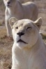 White Lioness Journal - 150 Page Lined Notebook/Diary (Paperback) - Cool Image Photo