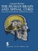 The Human Brain and Spinal Cord - Functional Neuroanatomy and Dissection Guide (Paperback, 1983) - Lennart Heimer Photo