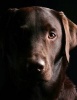 Jumbo Oversized a Beautiful Chocolate Lab Posing - Blank 150 Page Lined Journal for Your Thoughts, Ideas, and Inspiration (Paperback) - Unique Journal Photo