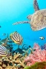 Butterfly Fish, a Sea Turtle, and Coral in the Ocean - Blank 150 Page Lined Journal for Your Thoughts, Ideas, and Inspiration (Paperback) - Unique Journal Photo