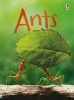 Ants (Hardcover) - Lucy Bowman Photo