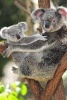 Koala Bear with a Cute Baby Journal - 150 Page Lined Notebook/Diary (Paperback) - Cool Image Photo