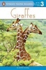 Giraffes (Hardcover) - Jennifer Dussling Photo