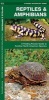 Reptiles & Amphibians - A Folding Pocket Guide to Familiar North American Species (Pamphlet) - James Kavanagh Photo