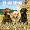 Labrador Retriever Puppies 2017 Square (Calendar) - Inc Browntrout Publishers Photo