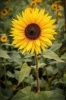 Sunflower in a Field Journal - 150 Page Lined Notebook/Diary (Paperback) - Cool Image Photo