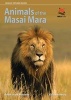 Animals of the Masai Mara (Paperback) - Adam Scott Kennedy Photo