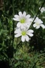 Cerastium Arvense Field Mouse Ear Flower Blooming - Blank 150 Page Lined Journal for Your Thoughts, Ideas, and Inspiration (Paperback) - Unique Journal Photo