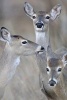 Whitetail Deer Family - Doe and Fawns Journal - 150 Page Lined Notebook/Diary (Paperback) - Cool Image Photo