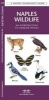 Naples Wildlife - A Folding Pocket Guide to Familiar Species (Pamphlet) - James Kavanagh Photo