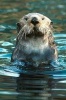 Say Hello to the Sea Otter Journal - 150 Page Lined Notebook/Diary (Paperback) - Cool Image Photo