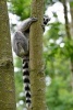 Ring-Tailed Lemur Playing Peek-A-Boo Journal - 150 Page Lined Notebook/Diary (Paperback) - Cs Creations Photo