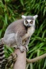 A Cute Ring Tailed Lemur Ready to Play - Blank 150 Page Lined Journal for Your Thoughts, Ideas, and Inspiration (Paperback) - Unique Journal Photo