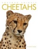 Cheetahs (Paperback) - Kate Riggs Photo