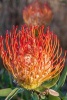 Red Pincushion Flower Western Cape Province South Africa Journal - 150 Page Lined Notebook/Diary (Paperback) - Cs Creations Photo