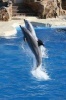 Two Dolphins Jumping Journal - 150 Page Lined Notebook/Diary (Paperback) - Cool Image Photo