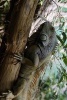 Iguana Creeping on a Branch, for the Love of Animals - Blank 150 Page Lined Journal for Your Thoughts, Ideas, and Inspiration (Paperback) - Unique Journal Photo