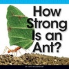 How Strong Is an Ant? (Hardcover) - Kurt Waldendorf Photo