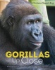 Gorillas Up Close (Hardcover) - Christena Nippert Eng Photo