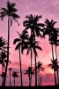 Coconut Palm Trees and a Pink Sunset Tropical Island Journal - 150 Page Lined Notebook/Diary (Paperback) - Cs Creations Photo