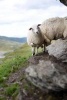 Sheep on a Rocky Cliff in Norway - Blank 150 Page Lined Journal for Your Thoughts, Ideas, and Inspiration (Paperback) - Unique Journal Photo