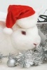 A Cute White Bunny Dressed Up for Christmas - Blank 150 Page Lined Journal for Your Thoughts, Ideas, and Inspiration (Paperback) - Unique Journal Photo