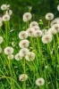 Field of Fluffy Dandelions Journal - 150 Page Lined Notebook/Diary (Paperback) - Cool Image Photo