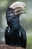 Silvery-Cheeked Hornbill Bird Journal - 150 Page Lined Notebook/Diary (Paperback) - Cool Image Photo