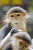 Red Shanked Douc Langur Monkey Journal - 150 Page Lined Notebook/Diary (Paperback) - Cool Image Photo