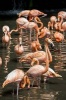 Flock of Pink Flamingos Journal - 150 Page Lined Notebook/Diary (Paperback) - Cool Image Photo