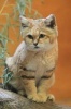 Sand Cat Aka Sand Dune Cat (Felis Margarita) Animal Journal - 150 Page Lined Notebook/Diary (Paperback) - Cs Creations Photo