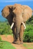 Say Hello to the African Elephant Journal - 150 Page Lined Notebook/Diary (Paperback) - Cool Image Photo