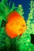 Beautiful Orange Discus Fish Symphysodon - Blank 150 Page Lined Journal for Your Thoughts, Ideas, and Inspiration (Paperback) - Unique Journal Photo