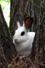 New Zealand White Rabbit at the Base of a Tree Journal - 150 Page Lined Notebook/Diary (Paperback) - Cool Image Photo