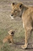 Lioness with Her Cub Journal - 150 Page Lined Notebook/Diary (Paperback) - Cool Image Photo