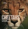 Face to Face with Cheetahs (Hardcover) - Chris Johns Photo