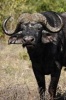 Say Hello to the African Buffalo Journal - 150 Page Lined Notebook/Diary (Paperback) - Cool Image Photo