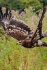 Steppe Eagle in Flight, Birds of the World - Blank 150 Page Lined Journal for Your Thoughts, Ideas, and Inspiration (Paperback) - Unique Journal Photo