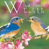 What Birds Teach Us - Life's Lessons Learned from Our Feathered Friends (Hardcover) - Bonnie Louise Kuchler Photo