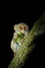 Spectral Tarsier with a Green Grasshopper Journal - 150 Page Lined Notebook/Diary (Paperback) - Cs Creations Photo