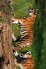 A Pair of Siberian Tiger Cubs Playing - Blank 150 Page Lined Journal for Your Thoughts, Ideas, and Inspiration (Paperback) - Unique Journal Photo