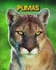 Pumas (Paperback) - Charlotte Guillain Photo